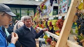 Fuit Trade: Сады и Виноградники