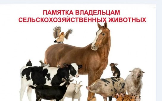 ПАМЯТКА по содержанию домашних сельскохозяйственных животных