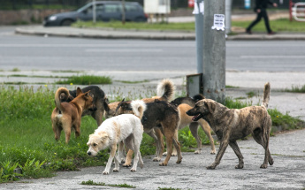 Отлов животных без владельцев на территории  Тимашевского района